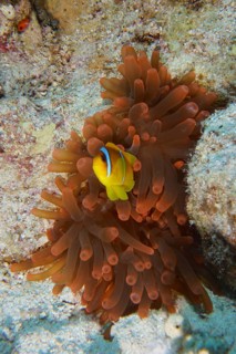 A striking clownfish stands out against a fluorescent bubble anemone (Entacmaea quadricolor) on the