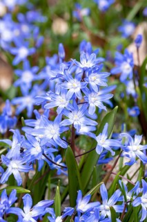 Schneestolz (Chionodoxa forbesii),  Germany