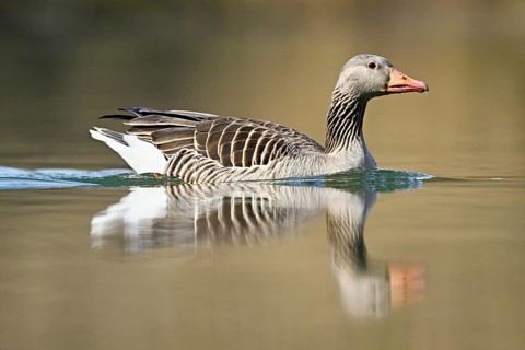 Greylag goose (Anser anser), swimming on the Flachsee, Canton Aargau, Switzerland