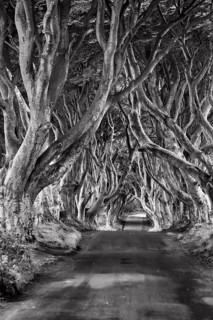 Famous avenue of beech trees, The Dark Hedges, tunnel avenue, mystical film set, film location for