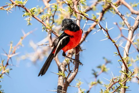Red-bellied shrike (Laniarius atrococcineus) sitting in a tree, Kgalagadi Transfrontier National