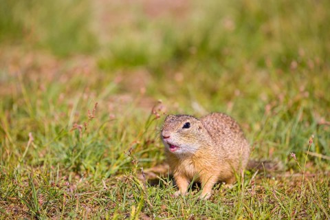 A European ground squirrel (Spermophilus citellus) or European souslik sits in green gras, looking