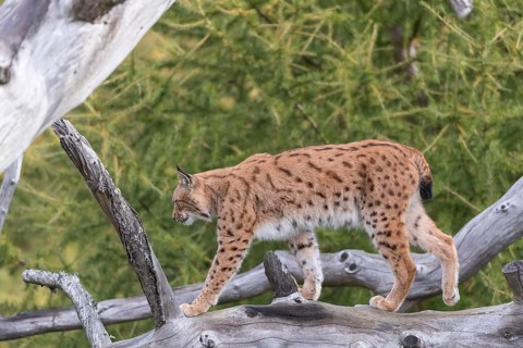 One Eurasian lynx, (Lynx lynx), walking on a fallen tree. Side view with green vegetation in the