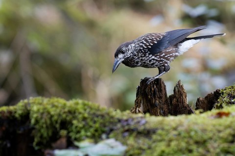 Spotted Nutcracker (Nucifraga caryocatactes) perched on the ground, Baden-Wuerttemberg, Germany