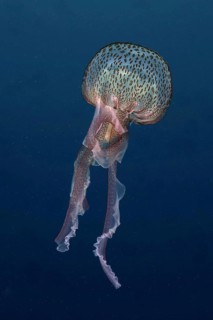 Luminous jellyfish (Pelagia noctiluca)