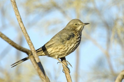 Sage Thrasher (Oreoscoptes montanus), California, USA