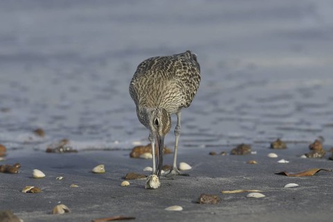 Whimbrel (Numenius phaeopus), Gambia