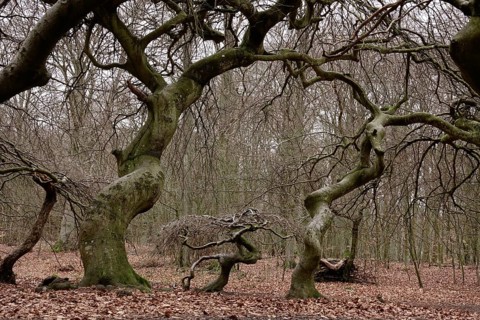 Witches' forest on Rügen, crippled beeches, March, Mecklenburg-Western Pomerania, Germany