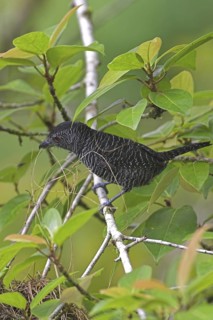 Fasciated Antshrike (Cymbilaimus lineatus) male, Costa Rica