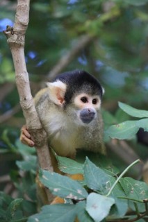 A monkey is sitting on a branch in the forest, surrounded by green leaves and tranquil nature, A