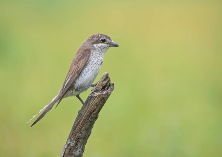 Red-backed Shrike (Lanius collurio) female perched on a branch, Aosta Valley, Italy