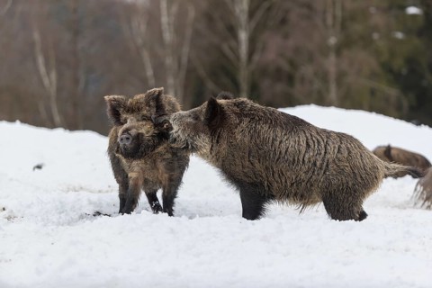 Wild boar or wild pig (Sus scrofa), fighting on snowy ground, trees in the background