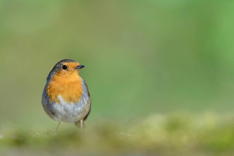 European Robin (Erithacus rubecula), North Rhine-Westphalia, Germany