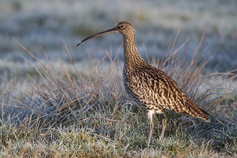 Eurasian Curlew (Numenius arquata) female, North Rhine-Westphalia, Germany