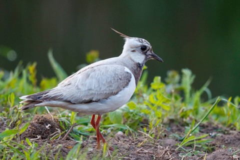 Northern Lapwing (Vanellus vanellus) partial albino, Netherlands