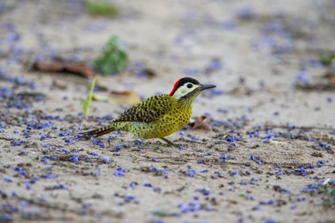 Green-banded Woodpecker (Colaptes melanochlorus) Pantanal Brazil