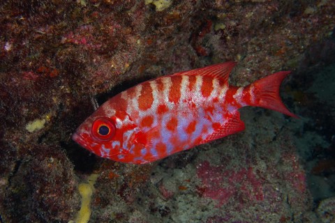Patterned red fish, big-eyed grouper, glass-eyed grouper (Heteropriacanthus cruentatus), in front