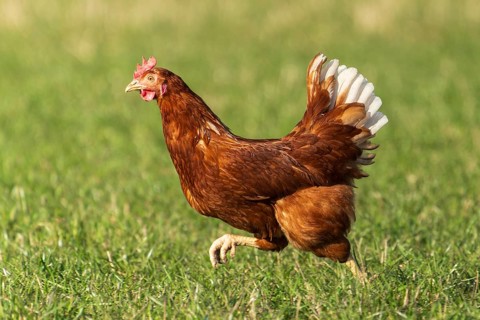 A running brown chicken with white feathers in a meadow, domestic chicken, Rhineland-Palatinate,