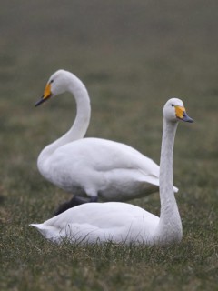 Whooper Swan (Cygnus cygnus), North Rhine-Westphalia, Germany