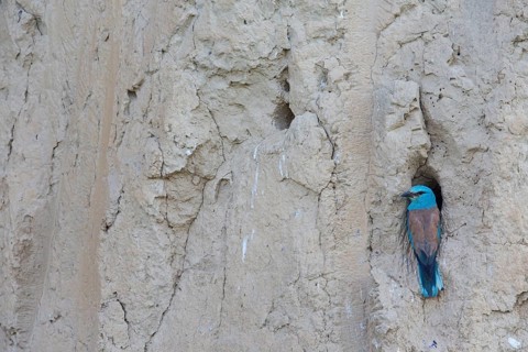 Blauracke, European Roller, Roller, Coracias garrulus, Rollier d'Europe, Carraca Europea, Carraca