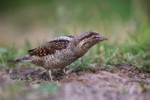 Eurasian Wryneck (Jynx torquilla) foraging, Saxony, Germany