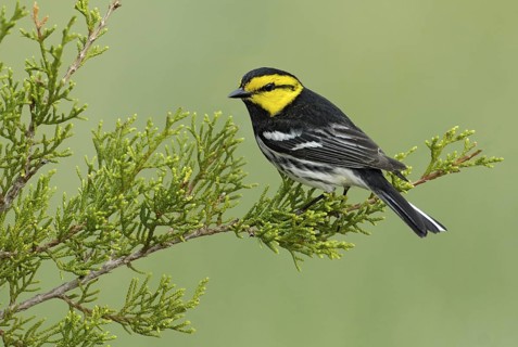 Golden-cheeked Warbler (Setophaga chrysoparia), Texas, USA