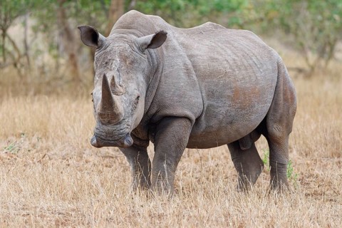 Southern white rhinoceros (Ceratotherium simum simum), adult male standing in dry grass, looking at