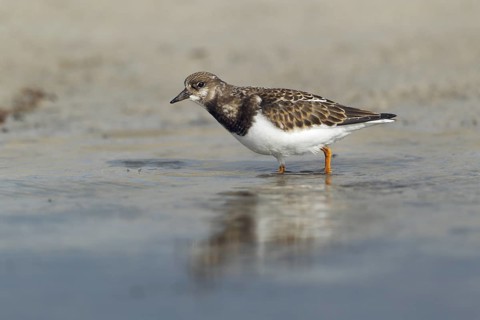 Steinwälzer; lat. Arenaria interpres; im Flachwasser stehemd nach Nahrung suchend; Nordseestrand;