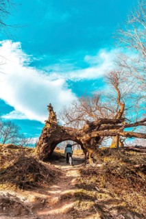 A young woman passing through a tunnel of a tree on the path of Mount Adarra in Guipuzcoa. Basque