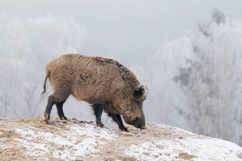 A wild boar (Sus scrofa) searches for food in a frozen field. A forest covered in hoarfrost can be