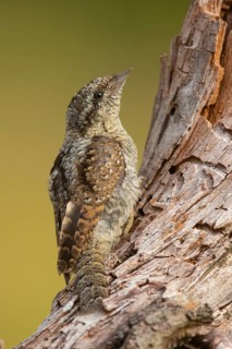 Wryneck, (Jynx torquilla), wryneck, wrynecks, old world woodpeckers, woodpecker, perch, biotope,