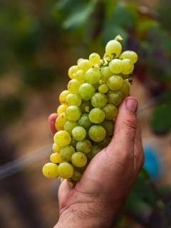 A hand holding a cluster of ripe green grapes, freshly picked from a vineyard in Mallorca, Spain.