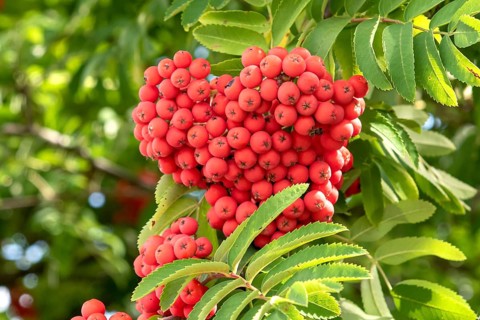 Noble mountain ash (Sorbus aucuparia var. edulis), Cambridge Botanical Garden, Germany