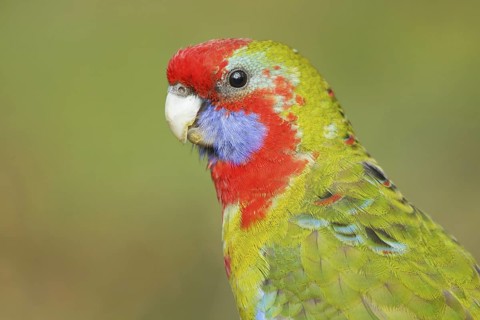 Crimson Rosella (Platycercus elegans) juvenile, Victoria, Australia