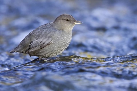 American Dipper (Cinclus mexicanus), British Columbia, Canada