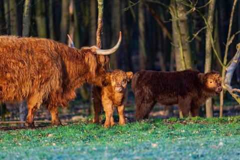 One Highland cow (Bos (primigenius) taurus) and two calves stand at a forest edge. The cow licks
