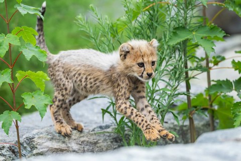 Cheetah (Acinonyx jubatus) youngster, running, captive, occurrence Africa