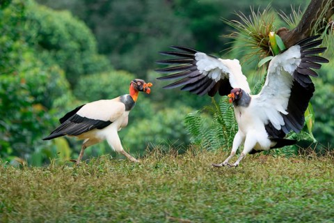 Flying King vulture (Sarcoramphus papa), Costa Rica