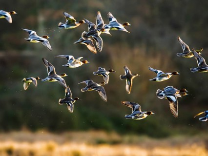 Eurasian Wigeon, Mareca penelope, birds in flight over marshes in Devon, England, United Kingdom