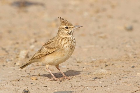 Crested Lark (Galerida cristata riggenbachi), Morocco