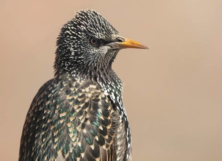 Common Starling (Sturnus vulgaris), Lower Saxony, Germany