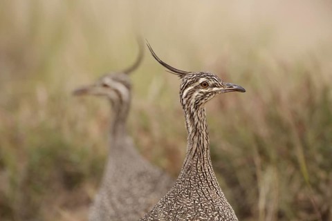 Elegant Crested Tinamou (Eudromia elegans), Chubut, Argentina