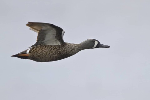 Blue-winged Teal (Spatula discors) male flying, Alberta, Canada