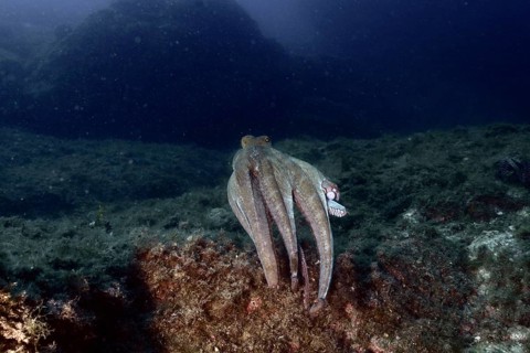 Octopus, Common Octopus (Octopus vulgaris), swimming over the seabed and rocks with its tentacles