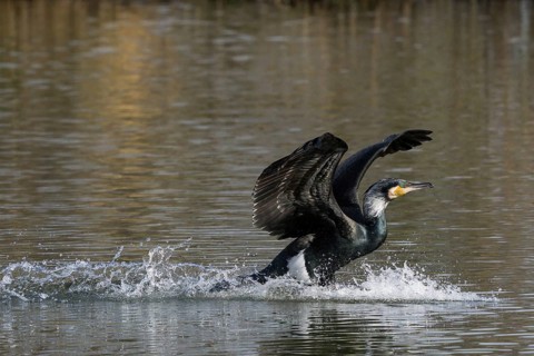 A cormorant (Phalacrocorax carbo) landing in the water spreads its wings and creates splash water