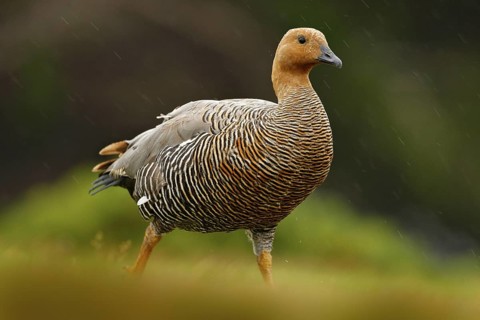 Chloephaga hybrida, Kelp goose, is a member of the duck, goose. It can be found in the Southern