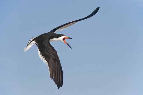 Black Skimmer (Rynchops niger), Texas, USA