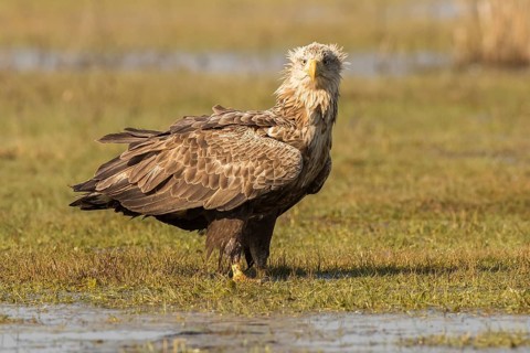 White-tailed Eagle (Haliaeetus albicilla), Mecklenburg-Western Pomerania, Germany