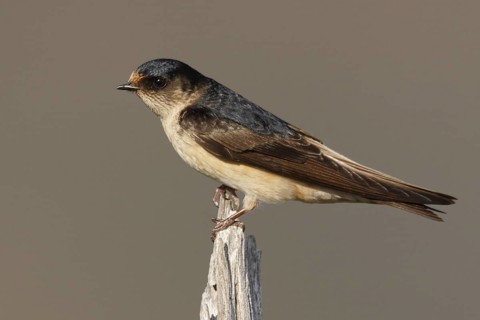 Tree Martin (Petrochelidon nigricans), Tasmania, Australia