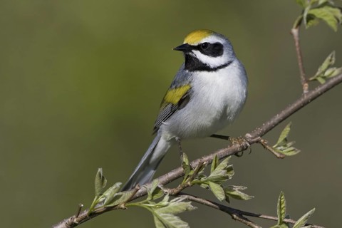 Golden-winged Warbler (Vermivora chrysoptera), Ontario, Canada